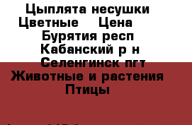 Цыплята-несушки.  Цветные. › Цена ­ 80 - Бурятия респ., Кабанский р-н, Селенгинск пгт Животные и растения » Птицы   